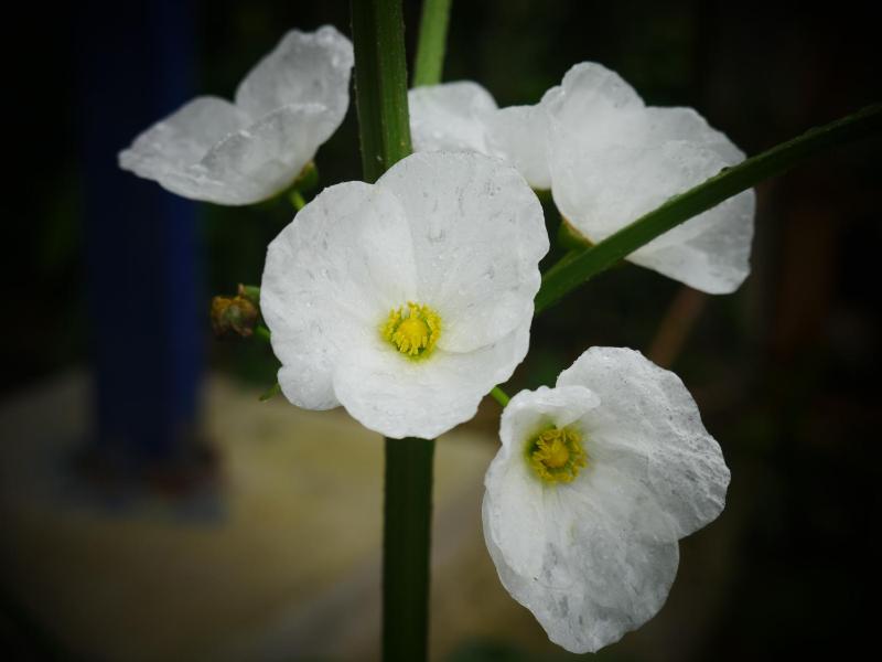 Nương homestay - house of slow journeys - image 6