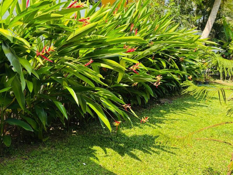 EBONY Garden - Hikkaduwa - image 10