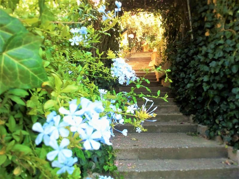 Delle Rose - image 1