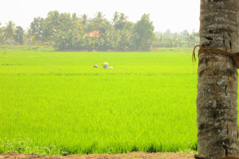 Marari Secret Beach Yoga & Kalarippayattu Homestay - image 16