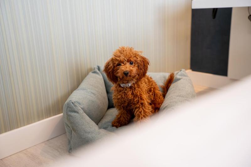 Premium Room image 2