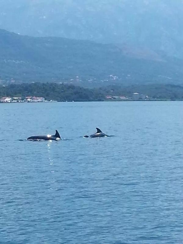 Montenegro face mer accès direct plage - image 15