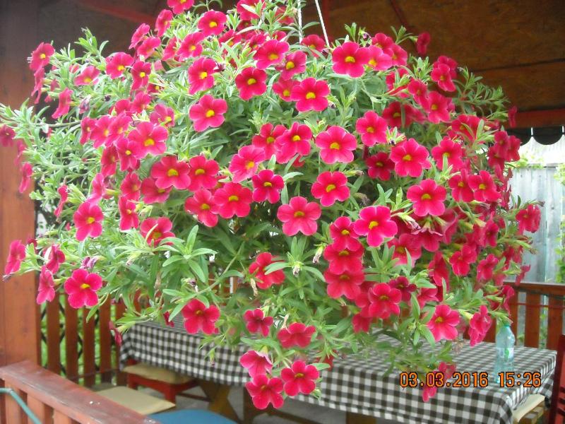 One-Bedroom Apartment image 3