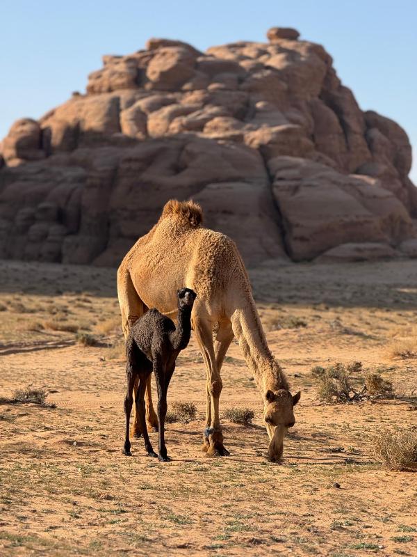 Bubble Camp Wadi Rum - image 16