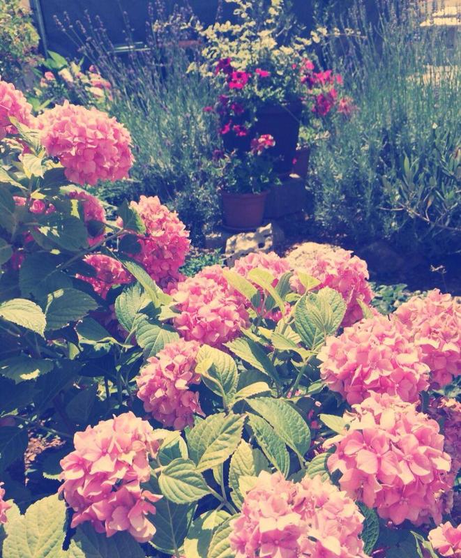 One-Bedroom Apartment image 2