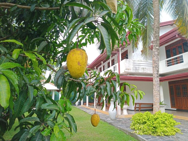 Mango Villa Bentota - image 12