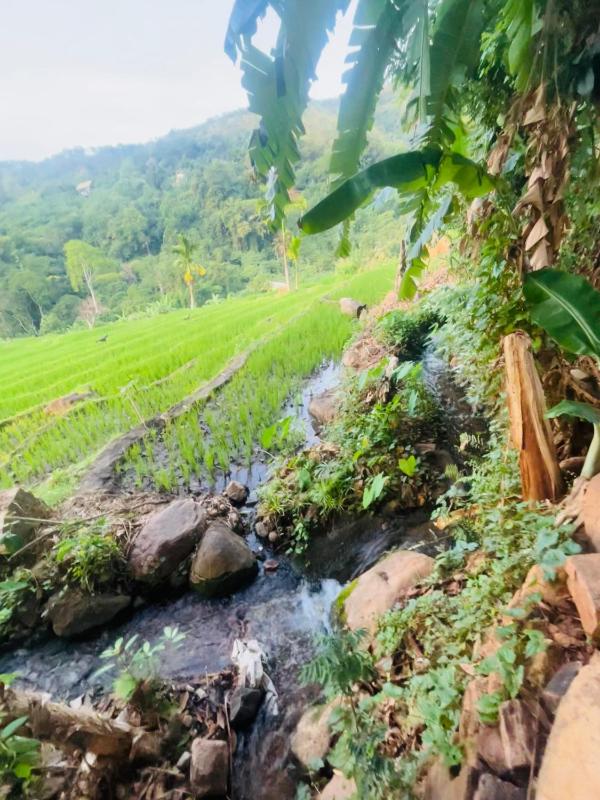 Wow Field Homestay - image 23