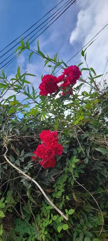 Rose Palace - image 11