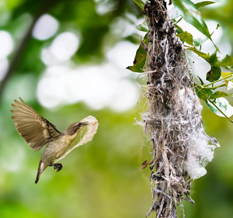 Wilpattu Buma Lodge And Homestay - image 50