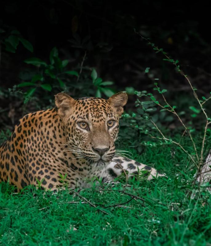 Wilpattu Buma Lodge And Homestay - image 23