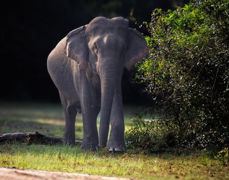 Wilpattu Buma Lodge And Homestay - image 26