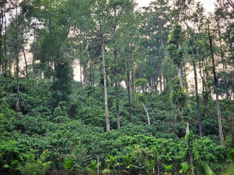 Tranquil Nest Villa - 4BHK Villa - Entire Villa stay in Wayanad - image 42