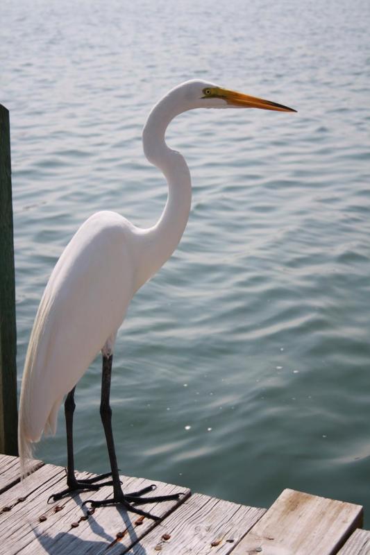 By the Beach Rentals - image 10