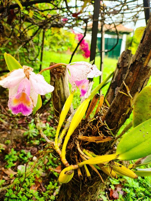 Cabaña la Cattleya de Villa de Leyva - image 11