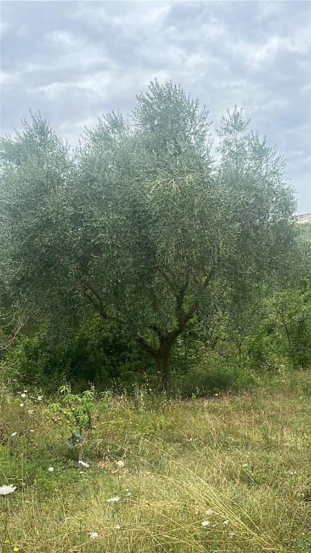 Hi Ostello Della Pace Assisi - image 7