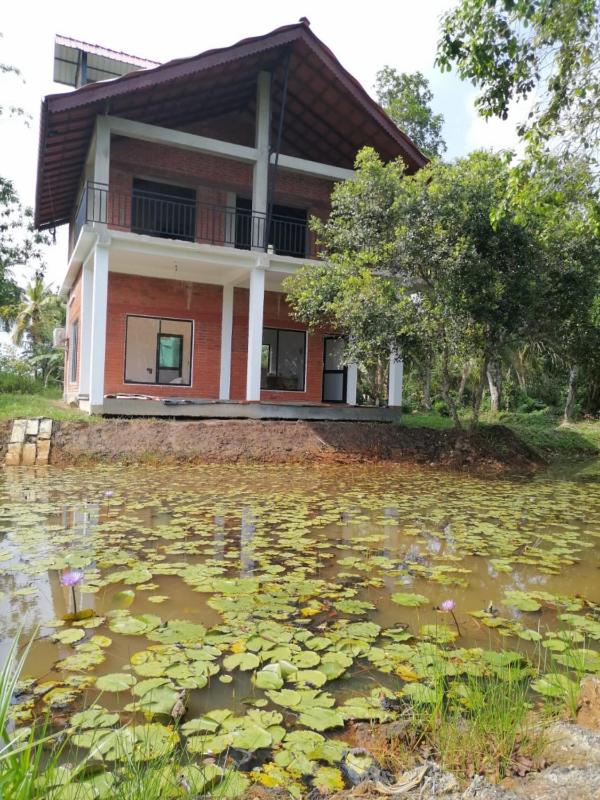 Water Lily Talpe. - image 9
