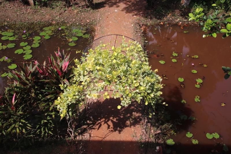 Water Lily Talpe - image 24