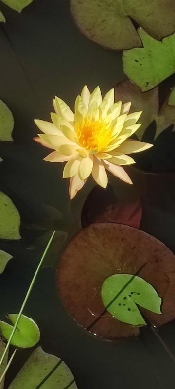 Water Lily Talpe - image 8