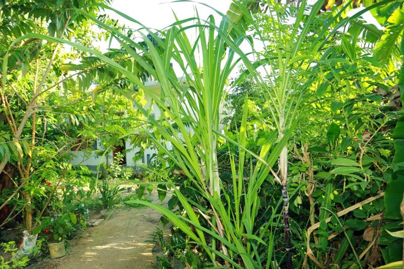 Villa Nature's Bounty - image 11