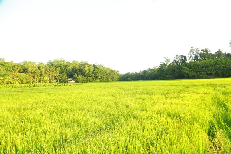 Villa Nature's Bounty - image 13