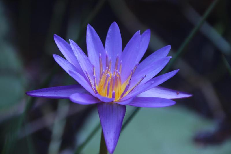 Water Lily Talpe - image 22