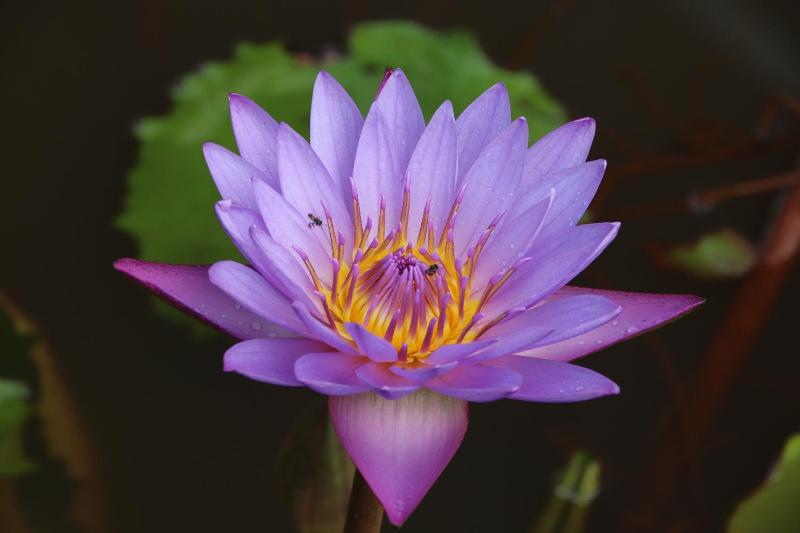 Water Lily Talpe - image 20