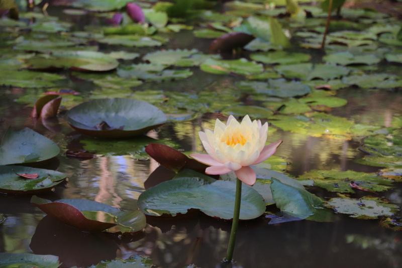 Water Lily Talpe - image 32