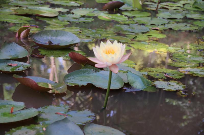 Water Lily Talpe - image 15