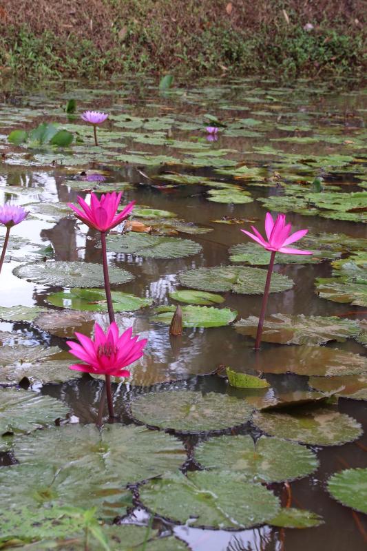 Water Lily Talpe - image 40