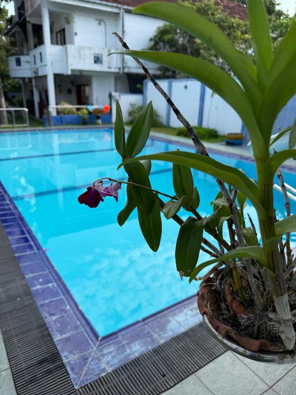 Negombo Orchid Villa - image 24