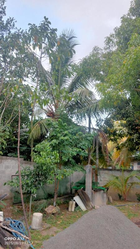 Deluxe homestay - image 14