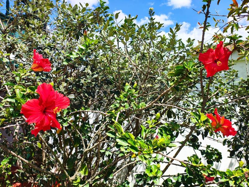 Cabaña la Cattleya de Villa de Leyva - image 33
