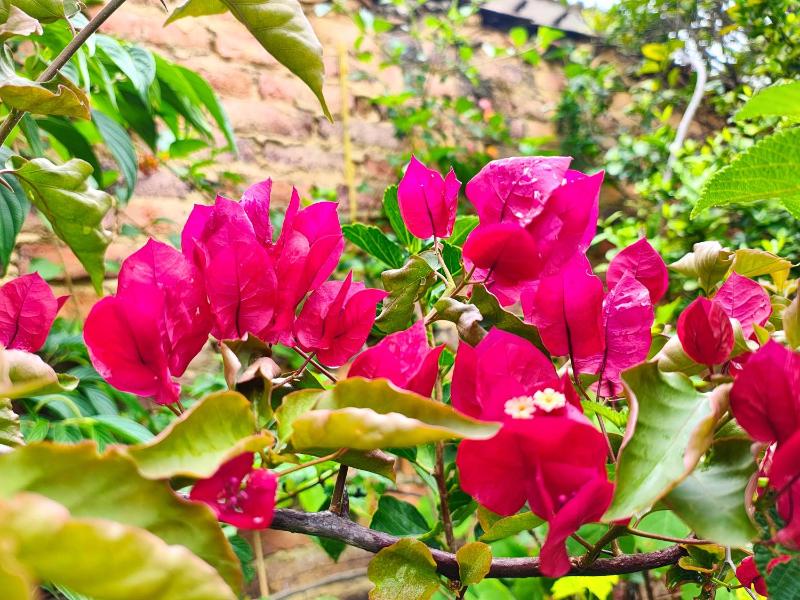 Cabaña la Cattleya de Villa de Leyva - image 31