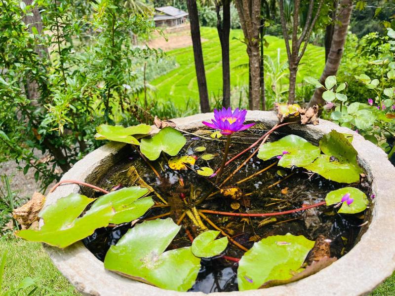 Wow Field Homestay - image 46