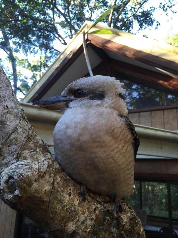 Byron Bay Rainforest Resort - image 15