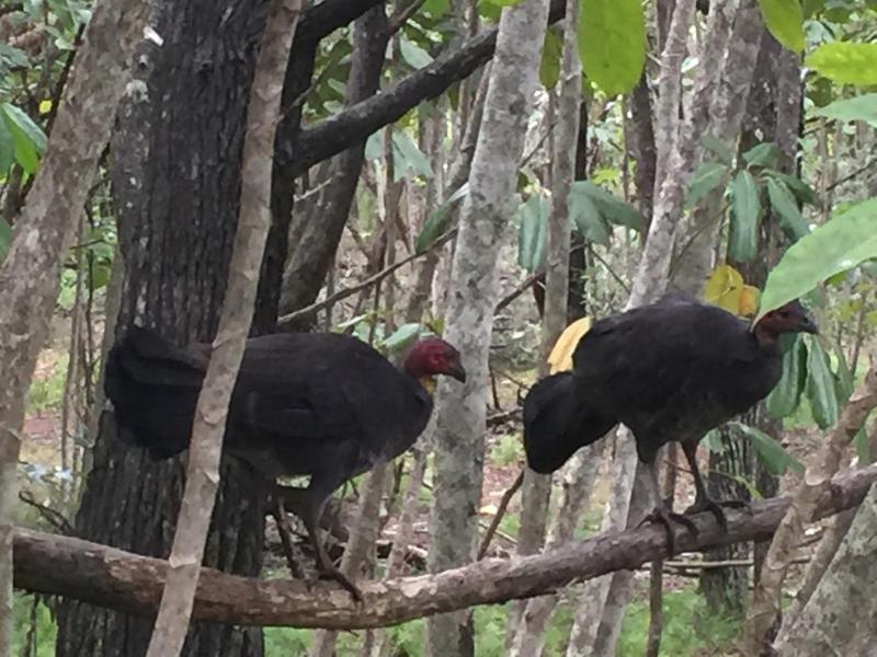 Byron Bay Rainforest Resort - image 12