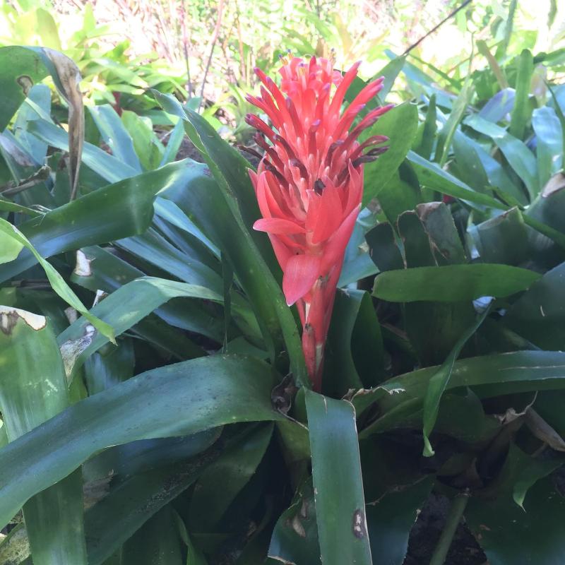 Byron Bay Rainforest Resort - image 5