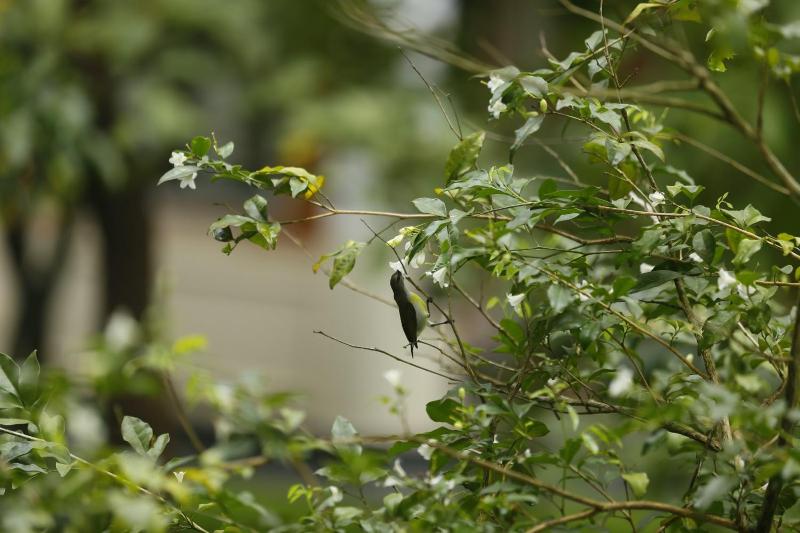 Elephas Nature Resort - image 8
