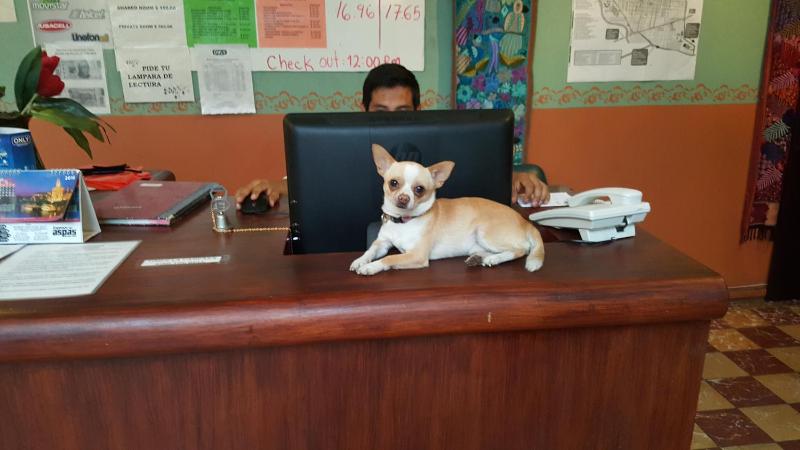 Hierba De Conejo Hostel - image 12