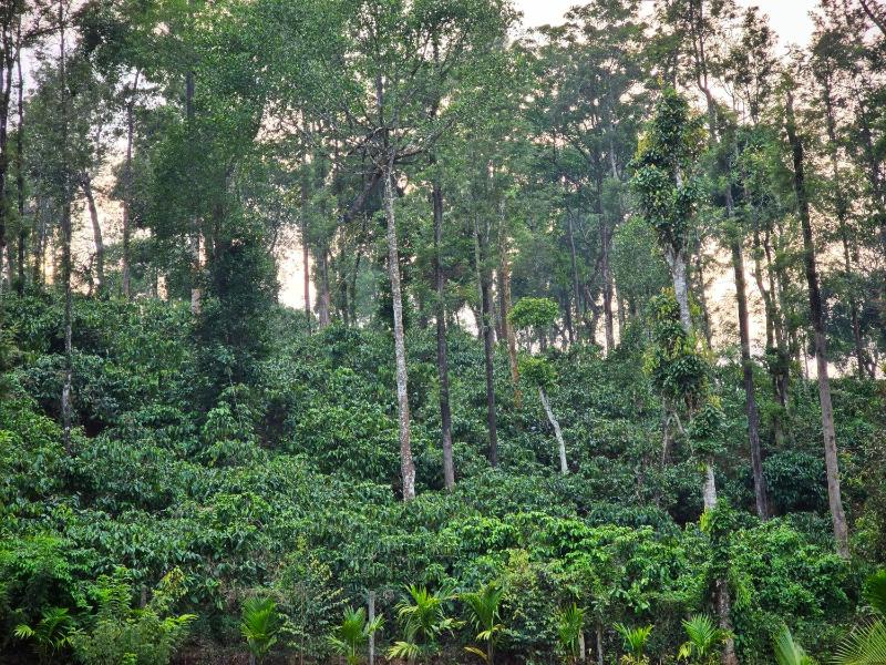 Tranquil Nest Villa - Wayanad - image 8