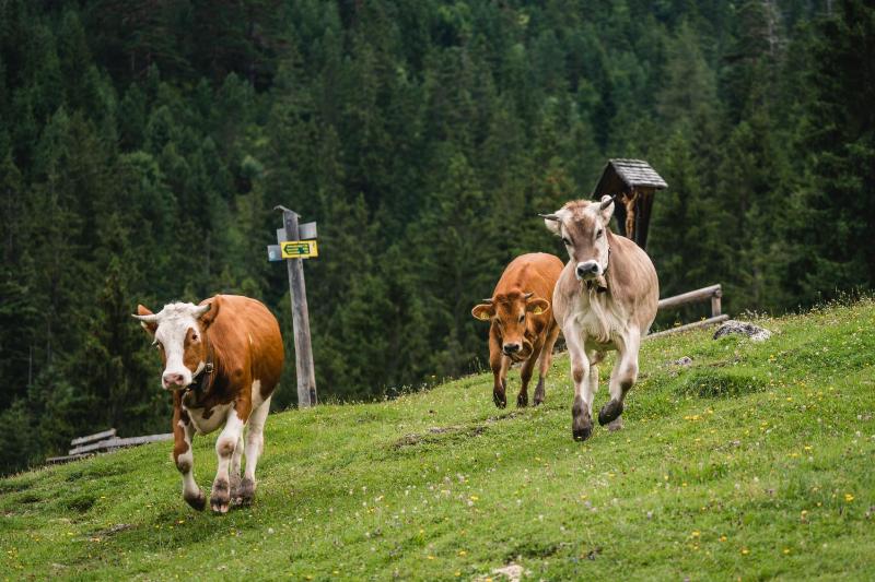 HENRI Hotel Garmisch-Partenkirchen - image 10