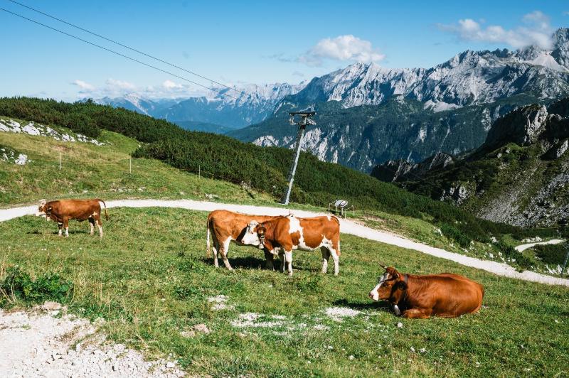 HENRI Hotel Garmisch-Partenkirchen - image 4