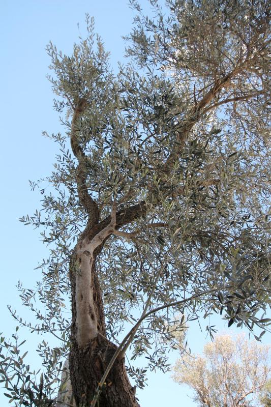 One-Bedroom Apartment image 2