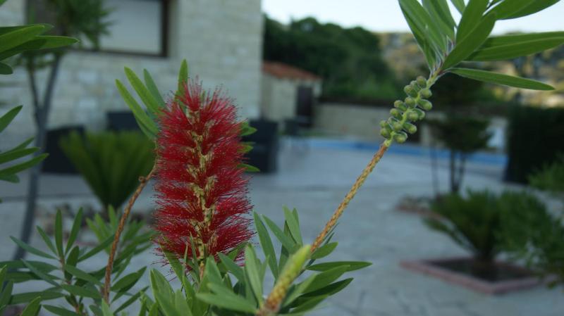 Villa with Private Pool image 3