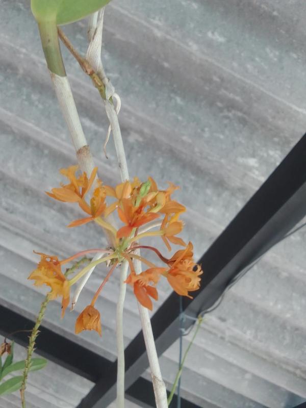 Nature's Glow Homestay - image 9