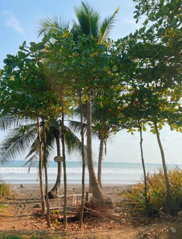 Costa Rica Beach Bungalow - image 15