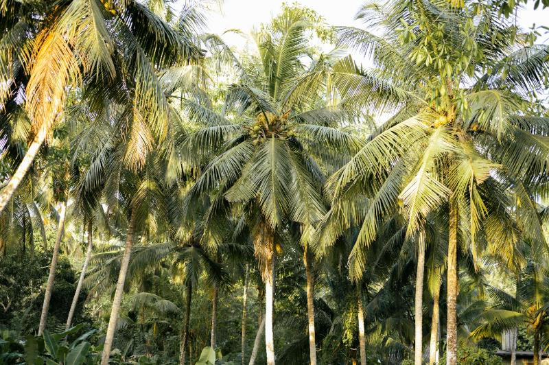 Calm Villa Ahangama - image 21