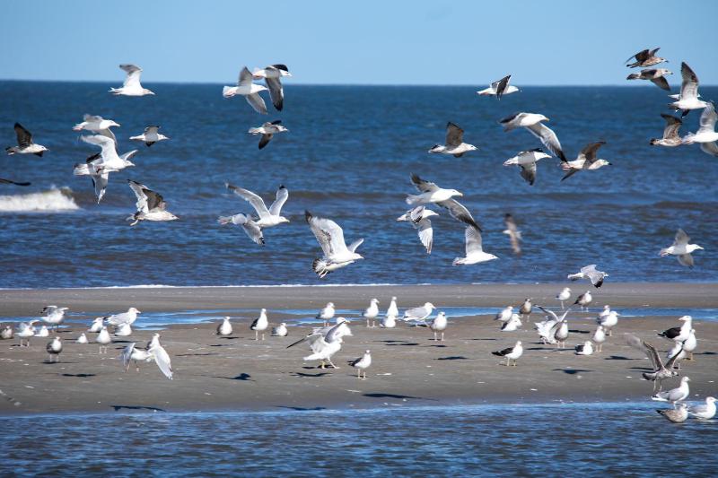 Appartementhaus Bracht - Strandläufer - image 2