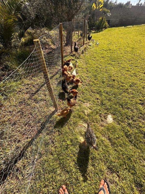 Quinta da Amoreira Guest House - image 2