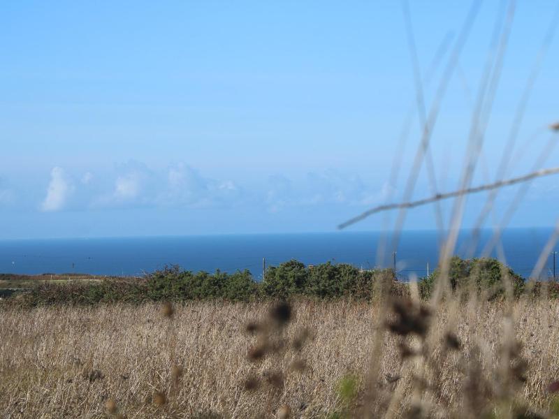 Sea Holly - image 18
